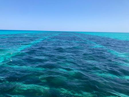 石垣島ブルーカーボンプロジェクトが25年度「Jブルー