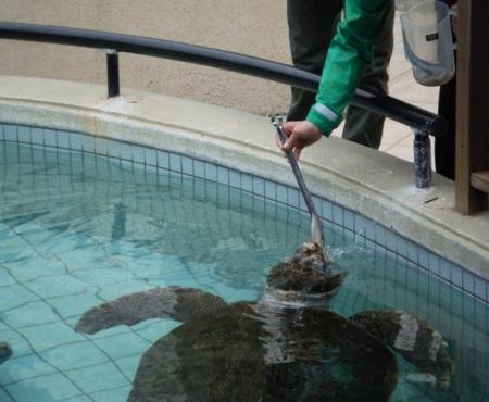 【下田海中水族館】七草の日にちなんだ餌やり体験を実
