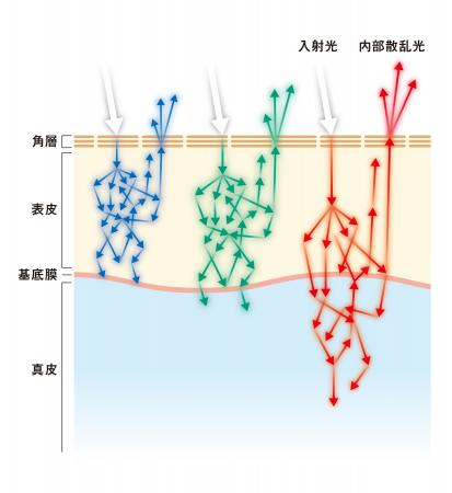 資生堂、肌の内部散乱光※1を「到達深さ別」に評価する