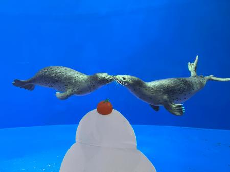 【上越市立水族博物館 うみがたり】３日間限定！「鏡