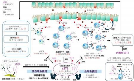 生体内で高濃度に維持される可溶型ST2が食物アレルギ