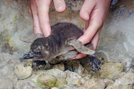 【京都水族館】この時期だけ!ふわふわの綿羽に包utf-8