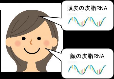 顔と頭皮の皮脂RNA発現パターンが類似していることを