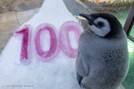 ＼エンペラーペンギンの赤ちゃん誕生から１００日／