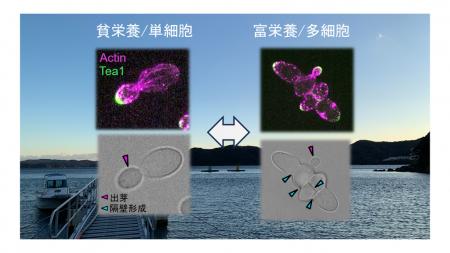 【名古屋大学】栄養条件に応じ単細胞-多細胞をスutf-8