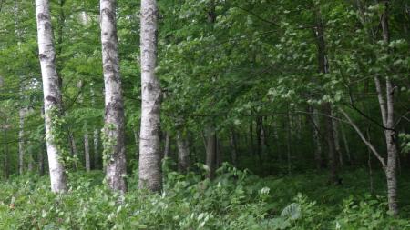 全国ワースト10に含まれる岩手県の風力発電計画に事業