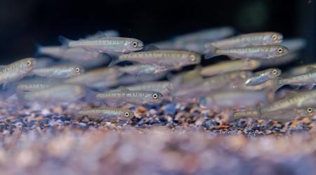 【京都水族館】「育て！いくらちゃん2026」を開催