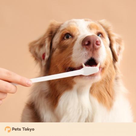 【Pets Tokyo調査】犬の歯磨き、約半数が「毎日できて