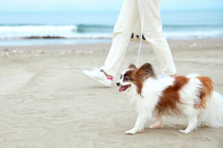 【愛犬の心身を整える究極の休日】Doggy’s Coast Oara
