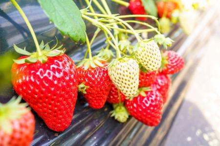 休暇村館山では、平日限定でいちご狩り30分食べ放題チ