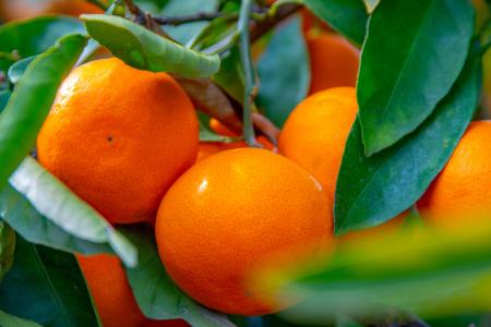 温州みかん、平均単価・出荷件数ともに前年比増も「過 温州みかん、平均単価・出荷件数ともに前年比増も「過