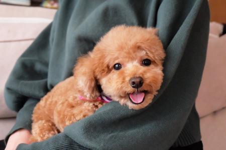 【リーガロイヤルホテル広島】1日1室限定『ペットフレ