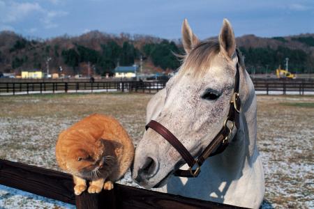 【販売好調につき重版決定！】オグリキャップ写真集『