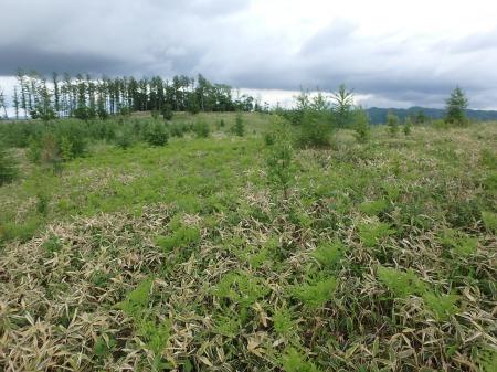 MNインターファッション株式会社、三井物産フォレスト