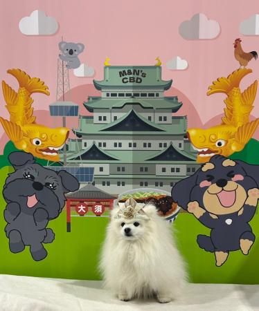 愛犬と楽しむイベント「わんワンダーフェス」にM&N’s 