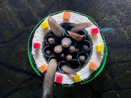 【上越市立水族博物館 うみがたり】ぎゅーっとくっつ