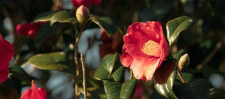 毛髪のキューティクルを改善し、髪うねりを抑制する 