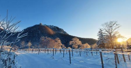 札幌市内唯一（※1）の試飲付きワイナリーガイドツアー