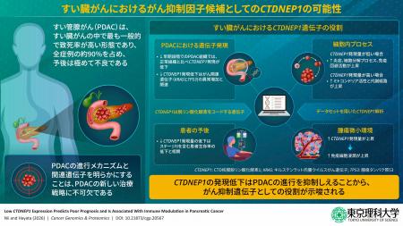 すい臓がんの進行を抑える可能性のある遺伝子を発見 