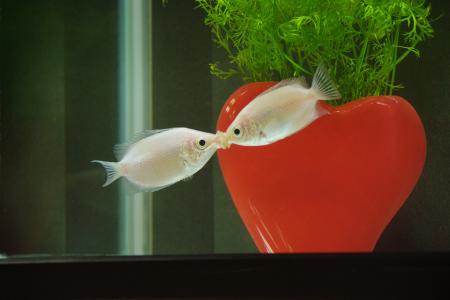 まるで水族館!?生き物の特別展示【国営アルプスあづみ