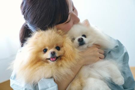 犬の飼い主の８割以上が「ドライヤー、持たずに乾かし