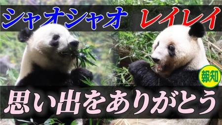 シャオシャオ・レイレイ動画公開【スポーツ報知YouTub