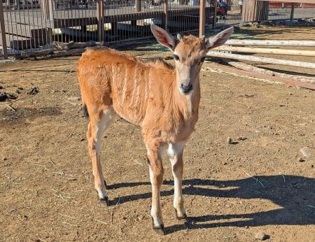 伊豆シャボテン動物公園のサバンナエリアで初めての赤