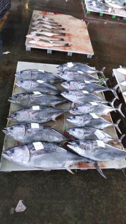 舞鶴市内で京都府産クロマグロを堪能。2月より試食会