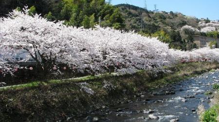 【奥湯河原温泉 海石榴つばき】3月限定 春の門出を祝