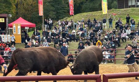 「人と牛が共に生きる文化を旅する」岩手県久慈市で闘