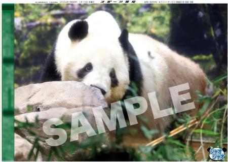 上野のパンダ・シャオシャオ＆レイレイの紙面が「スポ