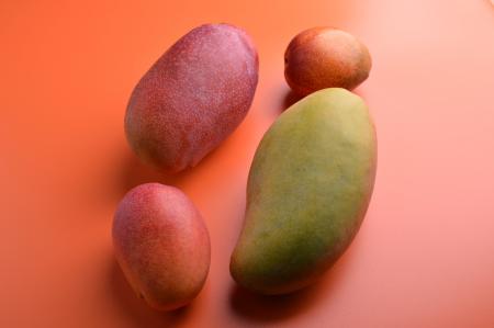 【千葉市で育つ南国の味！】「マンゴー自由研究アカデ