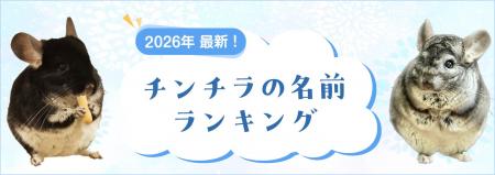 【2026年最新】チンチラの名前ランキングを発表！総合