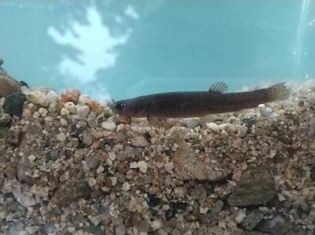 【福島県磐梯町】磐梯山慧日寺資料館が、福島県の自治