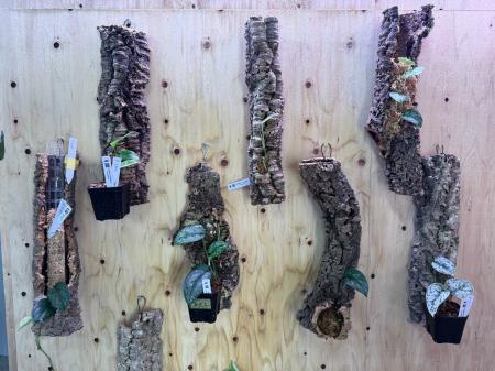 「インドネシア自生地を自宅で再現」