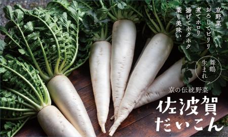 舞鶴の京野菜「佐波賀だいこん」出荷開始　イオン等で