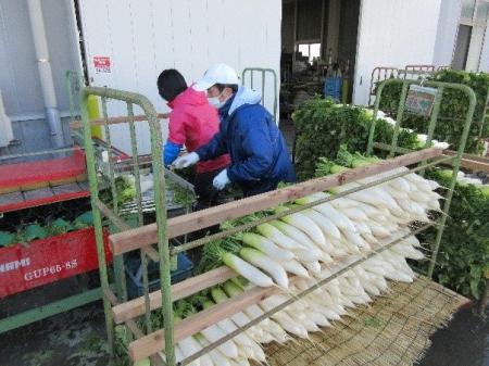 【徳島県　鳴門市役所】「おてつたび」×「JA里浦」×「