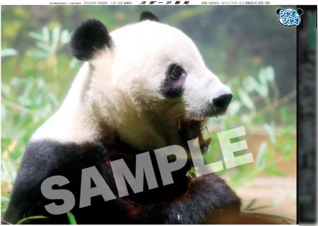 「再見シャオシャオ　謝謝レイレイ」特別号１月20日発