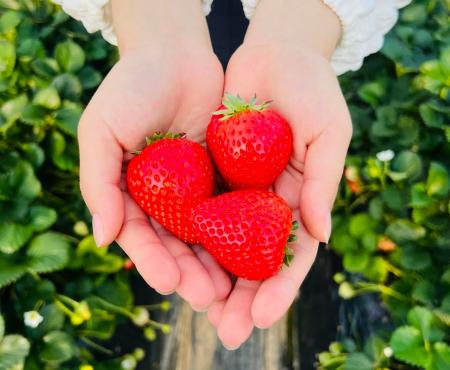 【最高金賞の完熟苺×カクテル日本王者】新宿の3店舗に