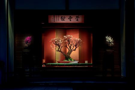 新春の風物詩・日本最大級の梅の盆栽展「第75回長浜盆