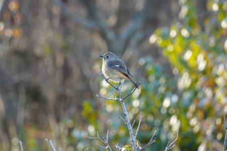 冬の野鳥観察会を開催します（国営ひたち海浜公園）
