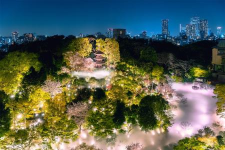 【ホテル椿山荘東京】桜とシャンパンが彩る、春限定の