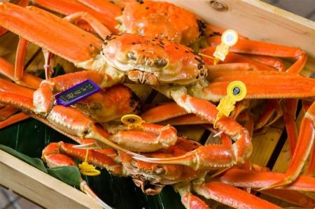 【福井県坂井市】今年で100回目を迎える献上越前がに