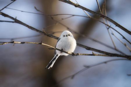 十勝の森に「雪の妖精 シマエナガ」が舞う　フェーリ