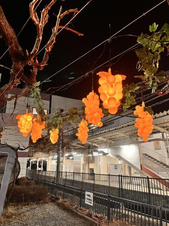 【冬に実る光のぶどう「ふゆみのり」今年もスタutf-8