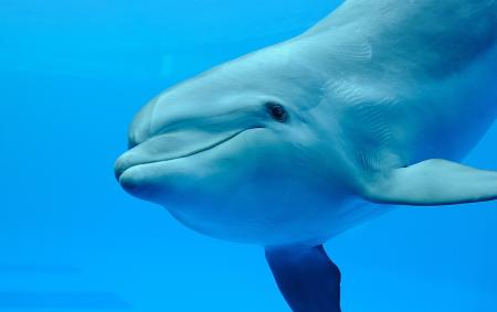【京都水族館】ハンドウイルカ「テン」妊娠のお知らせ