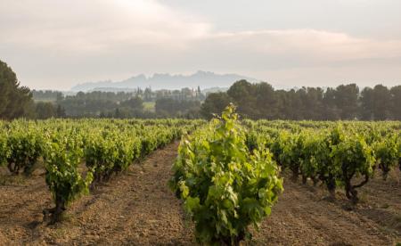 環境への配慮を進めるカバ「グアルダ・スペリオール( 環境への配慮を進めるカバ「グアルダ・スペリオール(