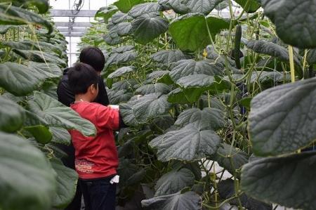 welzo研究農場×野の花学園　きゅうり収穫体験を実施し