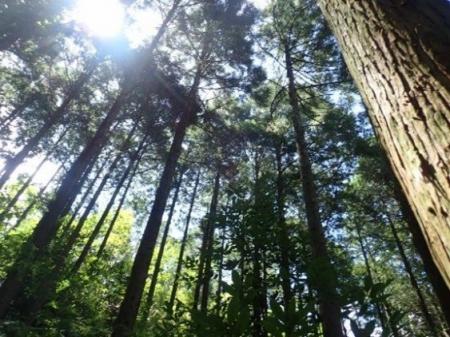 森林由来Ｊ-クレジットを活用した、カーボンオフセッ