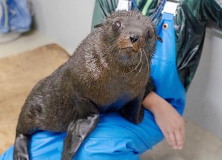 【京都水族館】オットセイの赤ちゃん3月に展示エutf-8